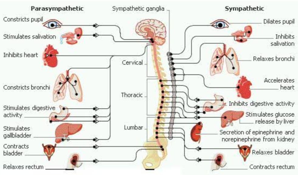 saraf parasimpatis akupuntur magelang