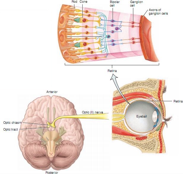 saraf optik akupuntur magelang
